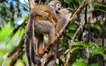 ¿Qué llevar para un viaje a la selva del Amazonas?