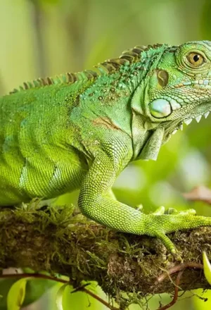 5 animales asombrosos que puedes ver en la selva del Amazonas