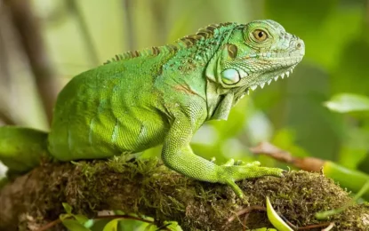 5 animales asombrosos que puedes ver en la selva del Amazonas
